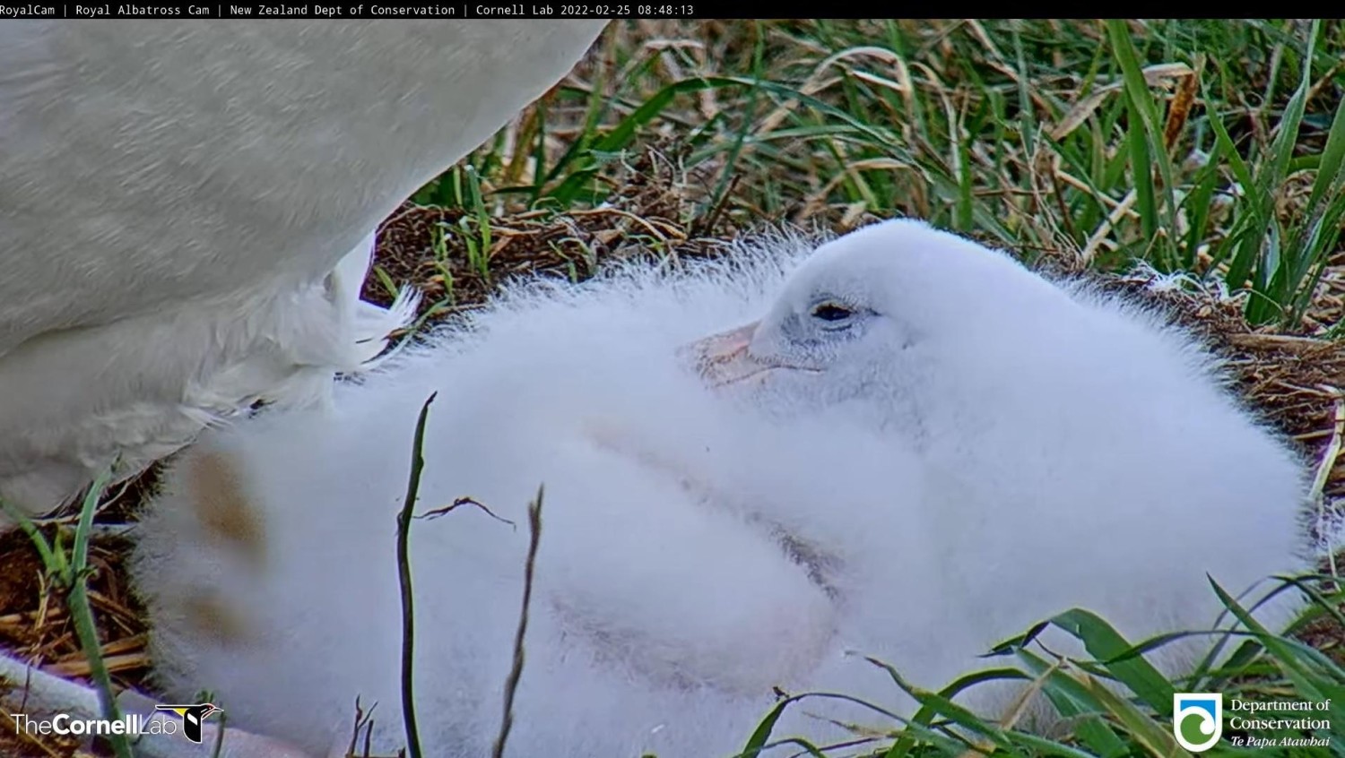 livebirdspoland_3c6bb243a4ccea15d4d9ddd5bc857985.jpg