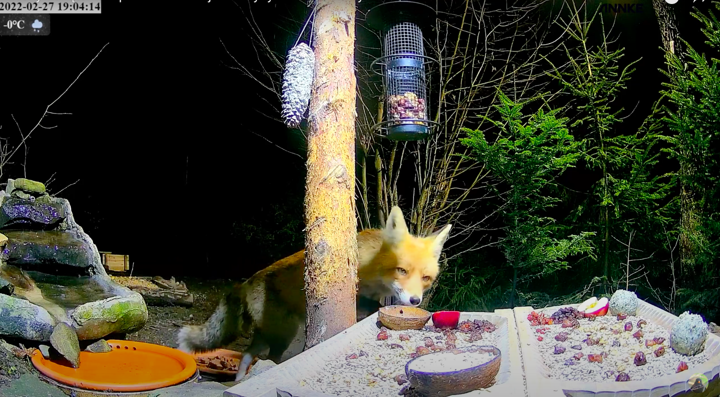 livebirdspoland_3d159b2dcccb0767590dd533cb3eebef.png