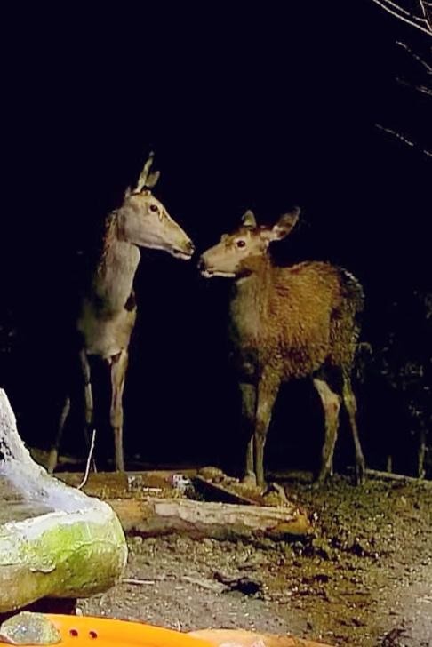 livebirdspoland_19d61f0450c11b3938a68b83bc625ca8.jpg