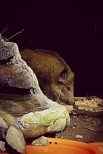 livebirdspoland_a3820648373208171d50c6705971dea5.jpg