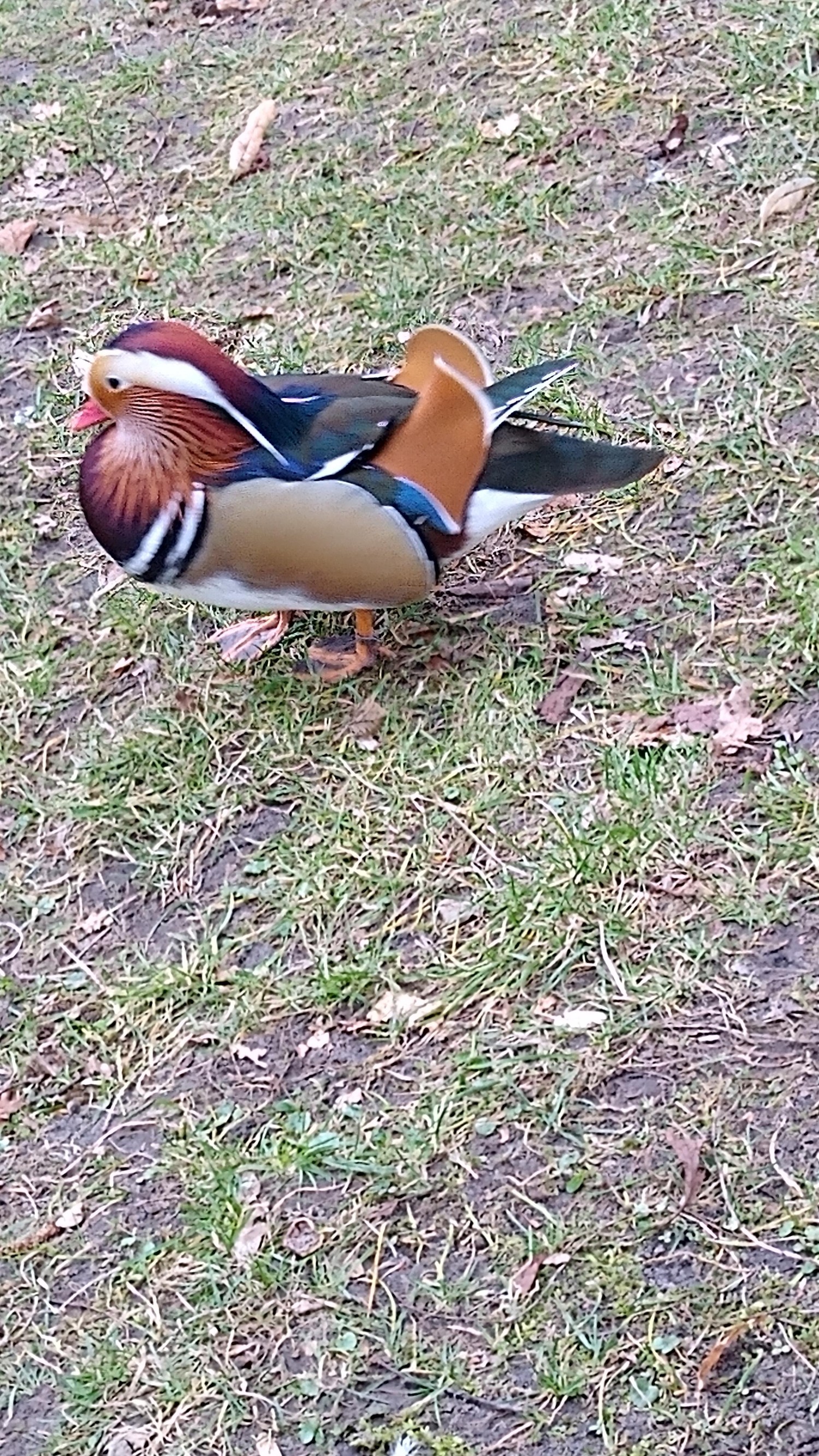 livebirdspoland_899f8f1d62a62e5cc1bc5f49a13bca3b.jpg