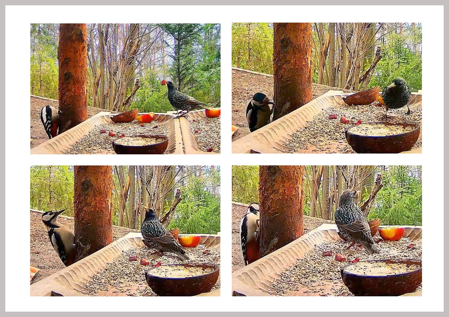 livebirdspoland_b23056f5a9078b4464f01e101ea8998e.jpg