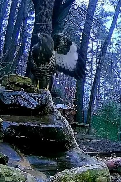livebirdspoland_76aa4f33cf58b12e09688d32c9d9279e.jpg