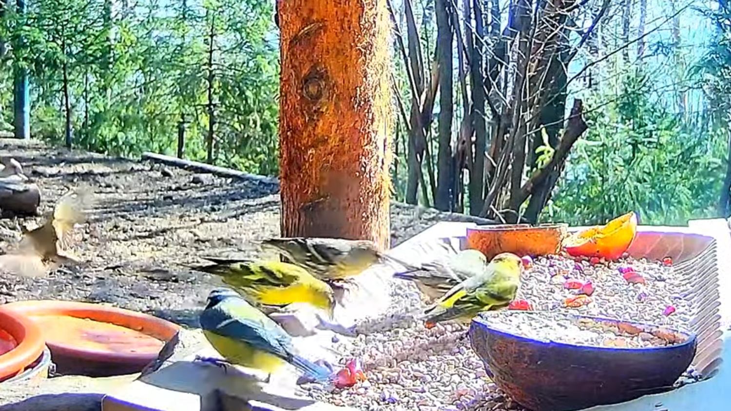 livebirdspoland_2b0f4794c516223500c2e8976cbe0e0a.png