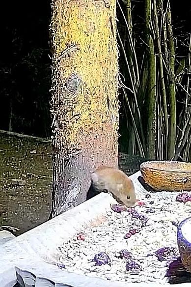 livebirdspoland_11fbf14130895626fdc7ce0da4be4edf.jpg