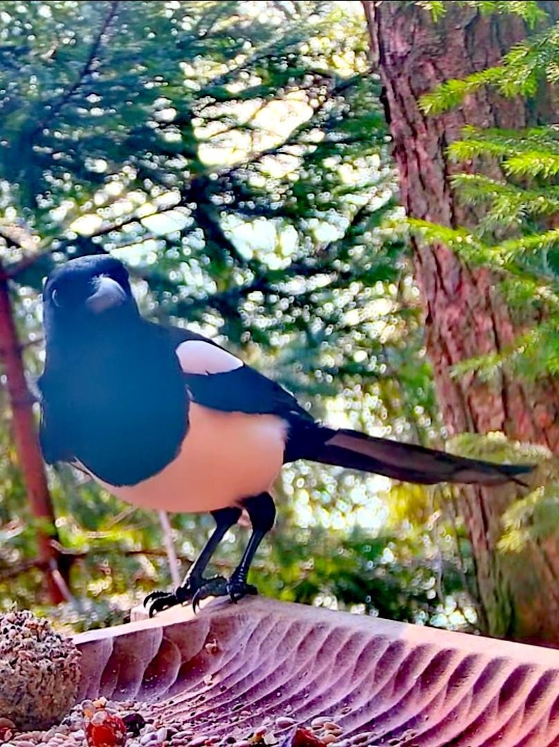 livebirdspoland_50d812ab0f044a8897dbb61a2e6277e8.jpg