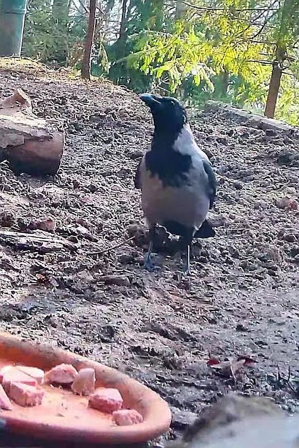 livebirdspoland_2a08dc09020e49a7c363423f68c3a6c2.jpg