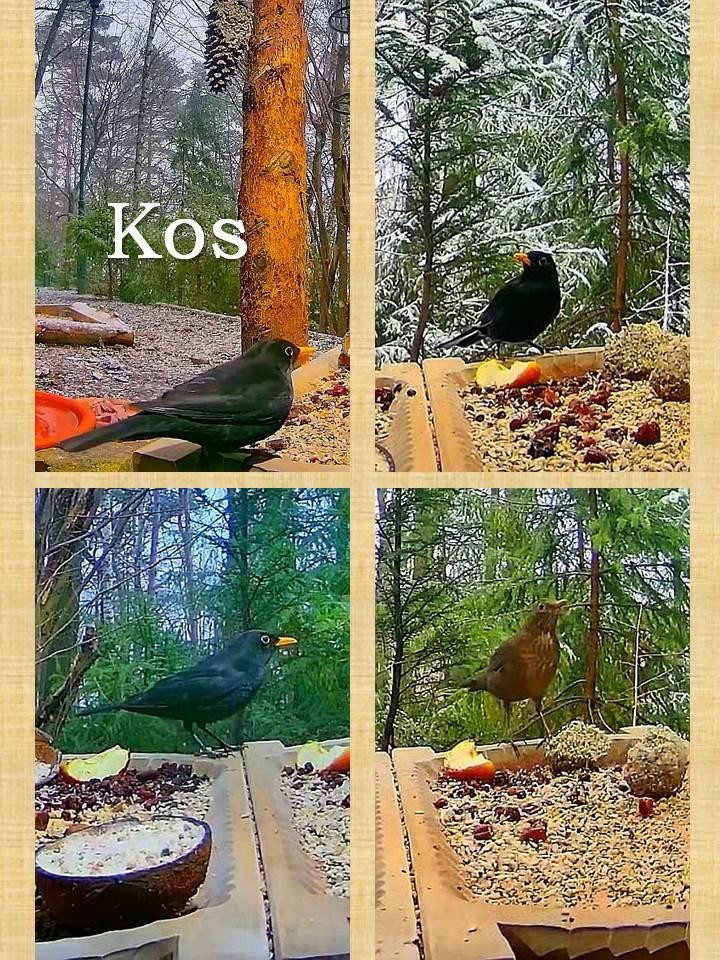 livebirdspoland_54d23d81f475f49ed68308bdb397294a.jpg