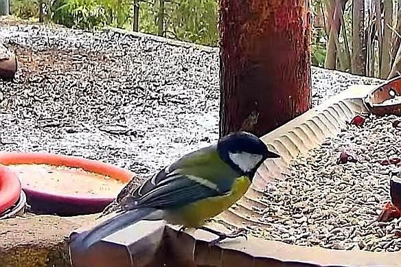 livebirdspoland_e5a04eac01f8b1cf4b7157eca4f6ca56.jpg