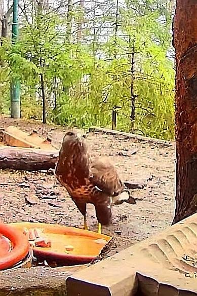 livebirdspoland_dc6415f9a58806da68540d9d80c4f379.jpg