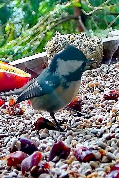 livebirdspoland_a4fb8ef668c78b58c7bdc8a6a541ed07.jpg