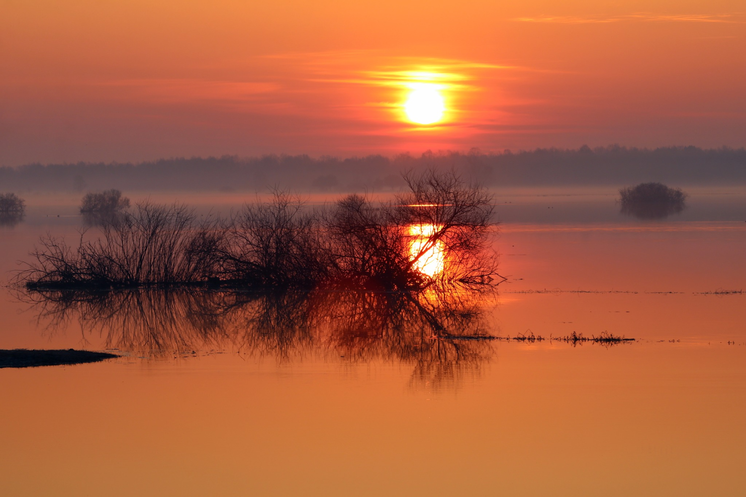 livebirdspoland_38453f4d7bb307f79eae1fbf44652ce9.png