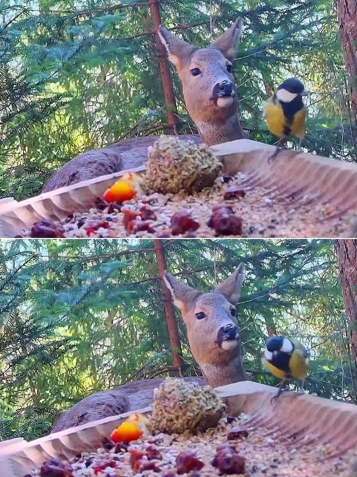 livebirdspoland_97a9793aa85c2572611c9dac5f38ac2f.jpg