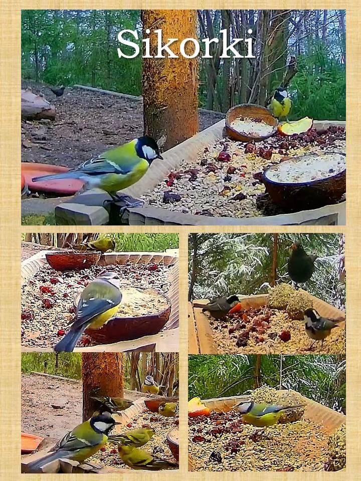 livebirdspoland_a948c93db2305000d7bcf1de2139a329.jpg