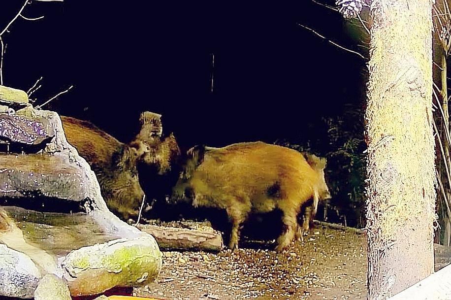 livebirdspoland_6a8fd0366003e605dfffcc3a6a22c062.jpg