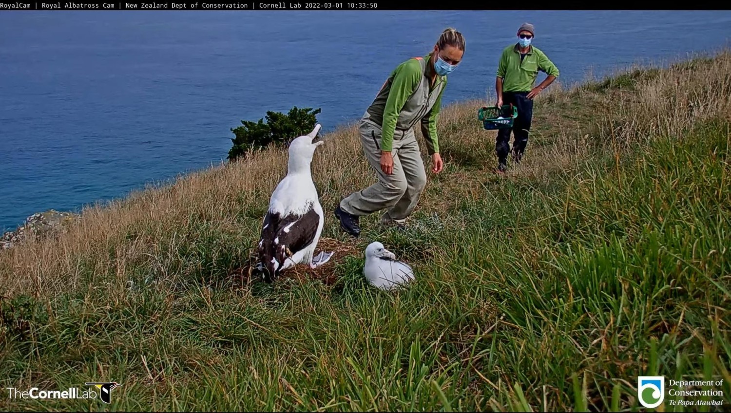 livebirdspoland_6a6910d034d51ba50f99d40632a1b4f1.jpg