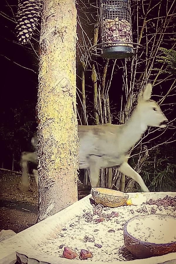 livebirdspoland_8320dcbb3e95c1259acae58e929b6b06.jpg