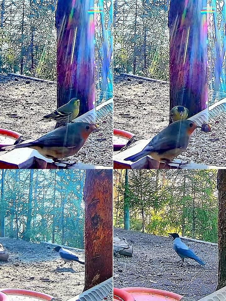 livebirdspoland_339b1bb42d9da1acbe4e3e3500924cf1.jpg