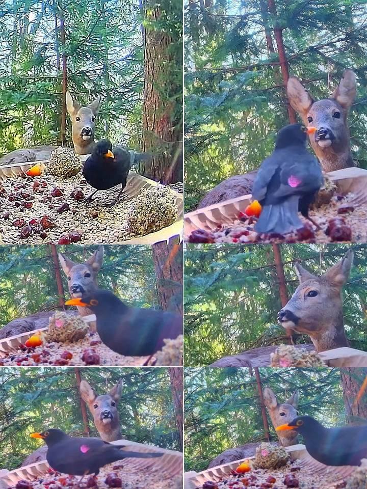 livebirdspoland_603182279384d958f6103d06f638630a.jpg