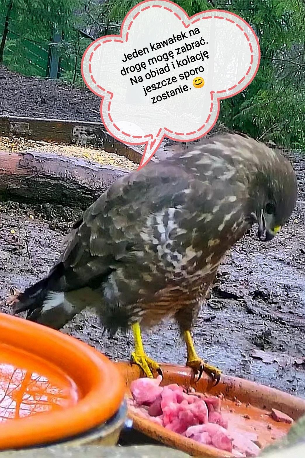 livebirdspoland_e63a26e1744e60603be0941a8a3fac89.jpg