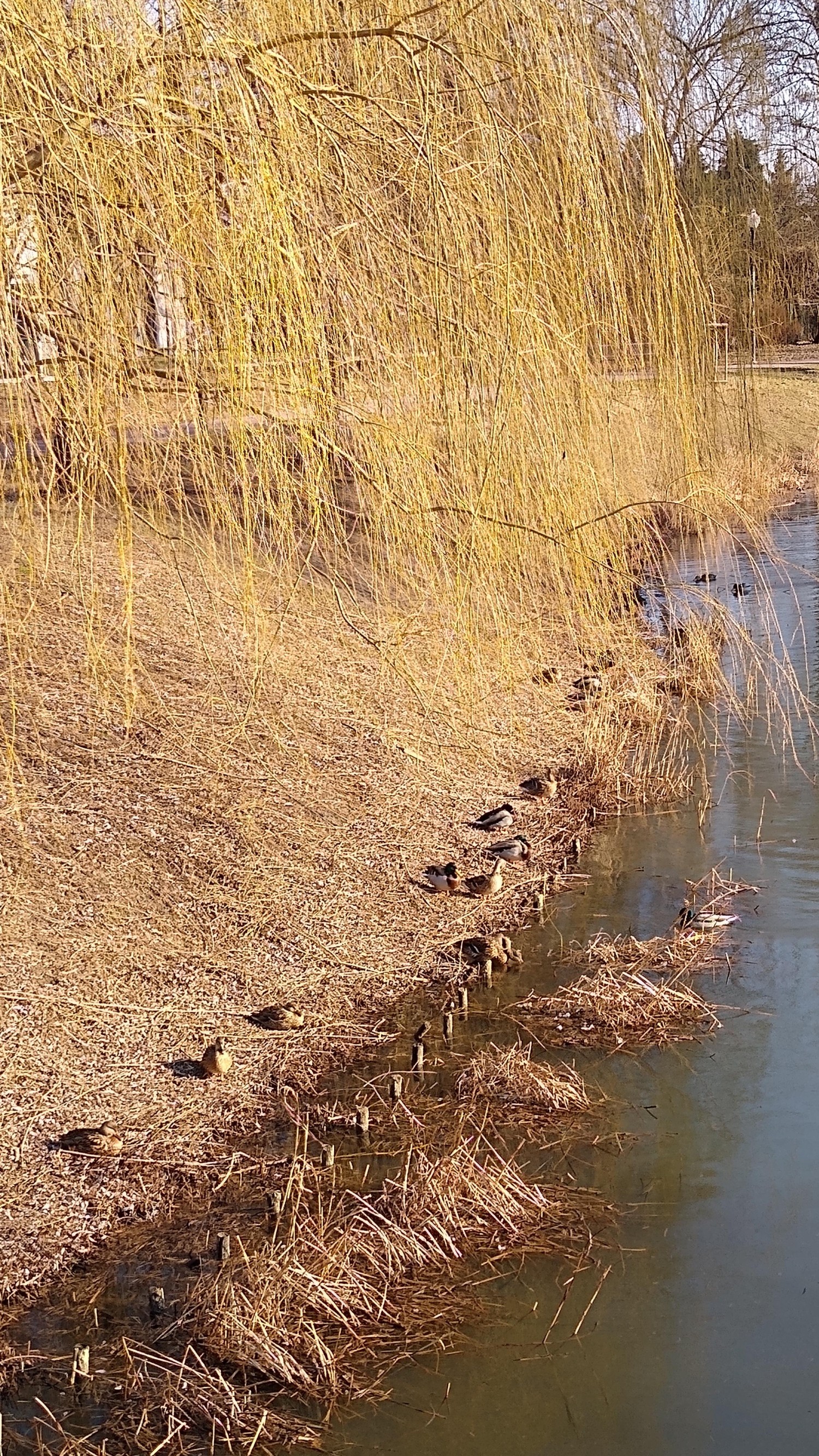 livebirdspoland_c3901508f70e6f84d492e1fde722efb7.jpg
