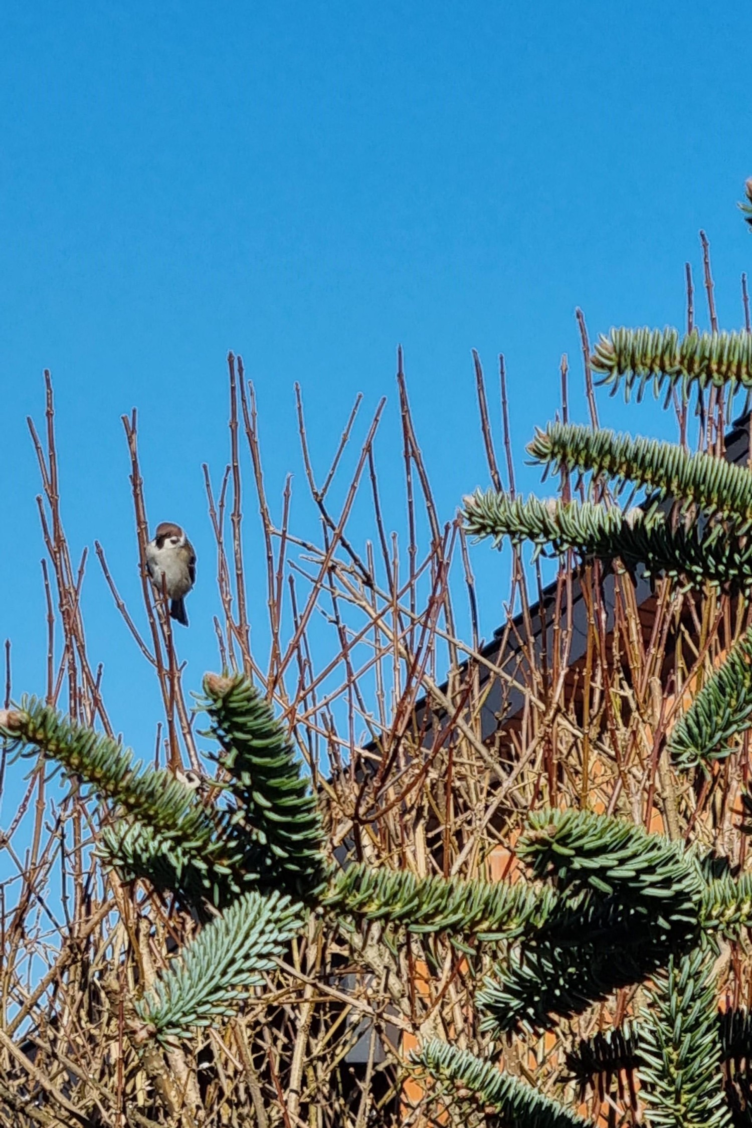 livebirdspoland_2696a401c6f168c563279e0b7e846cc3.jpg