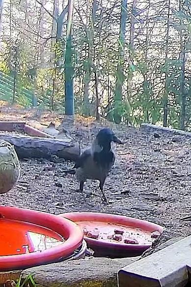 livebirdspoland_7ef05422fc06e1fff1a57da963d0e166.jpg