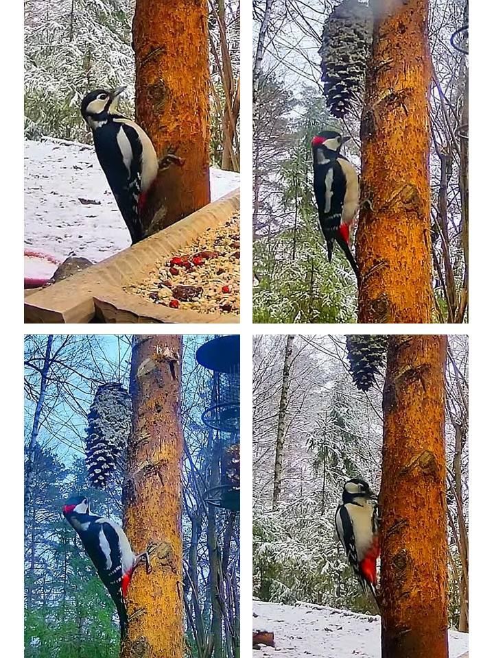 livebirdspoland_b245878ab932d7bff63297d3299d065f.jpg