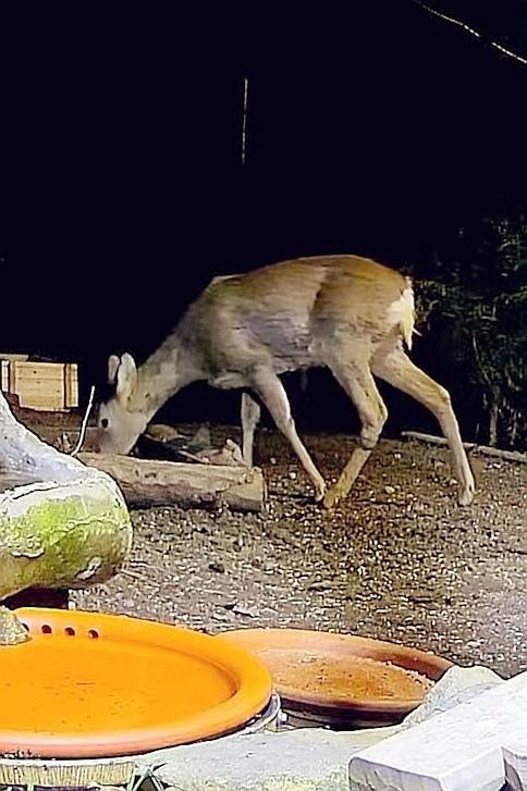 livebirdspoland_facb01f4dbbaaca11075c651f029fdae.jpg