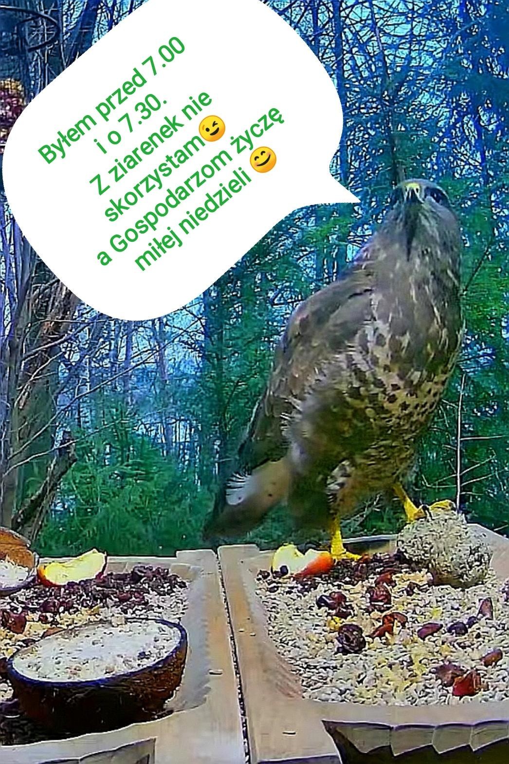 livebirdspoland_4af87726963f385e8651625f8c8bcbeb.jpg