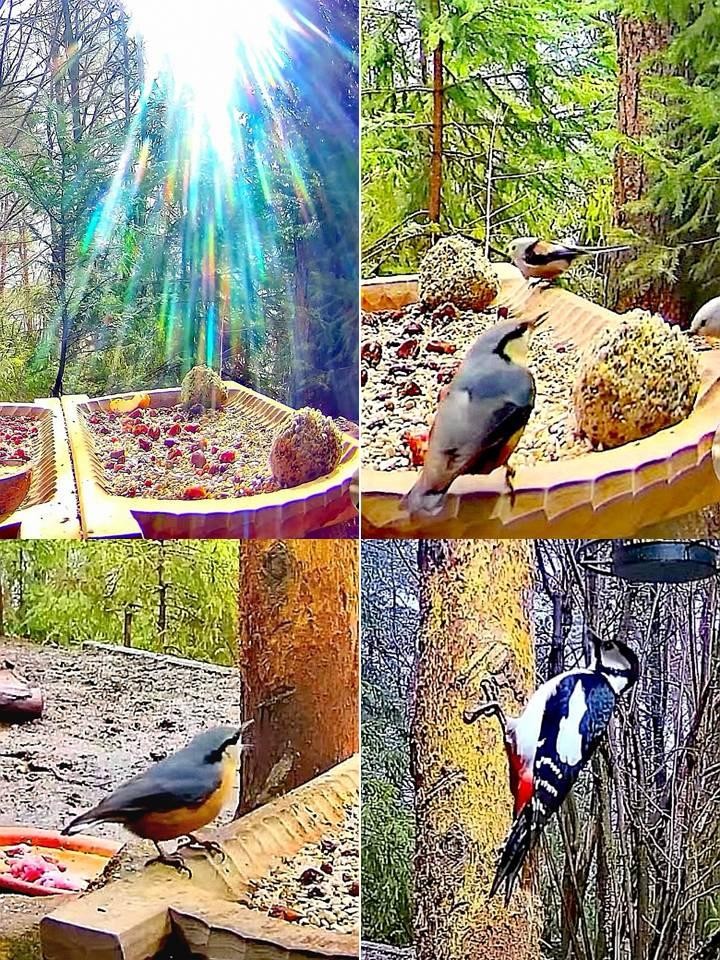livebirdspoland_f863d8d23e5ba22b2a482b06cfa8c106.jpg