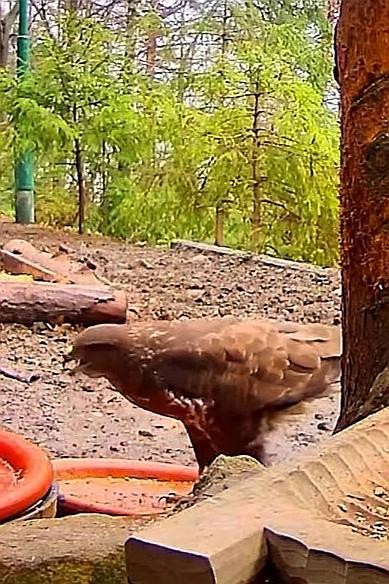 livebirdspoland_5761e879b5621989d48262d42f4d283b.jpg
