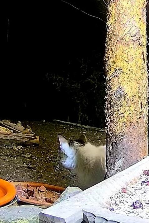 livebirdspoland_64573e54732c8f1079e6773457551d43.jpg