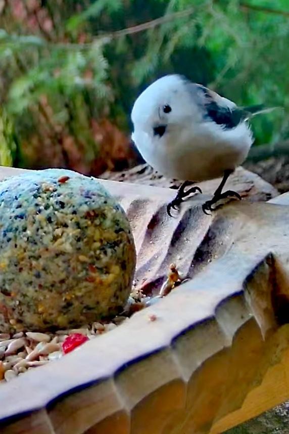 livebirdspoland_120fc482aa8ab5cb7845696a2fcdbfd0.jpg