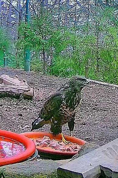 livebirdspoland_9ea6d70e43c0252809df70ab742ab997.jpg