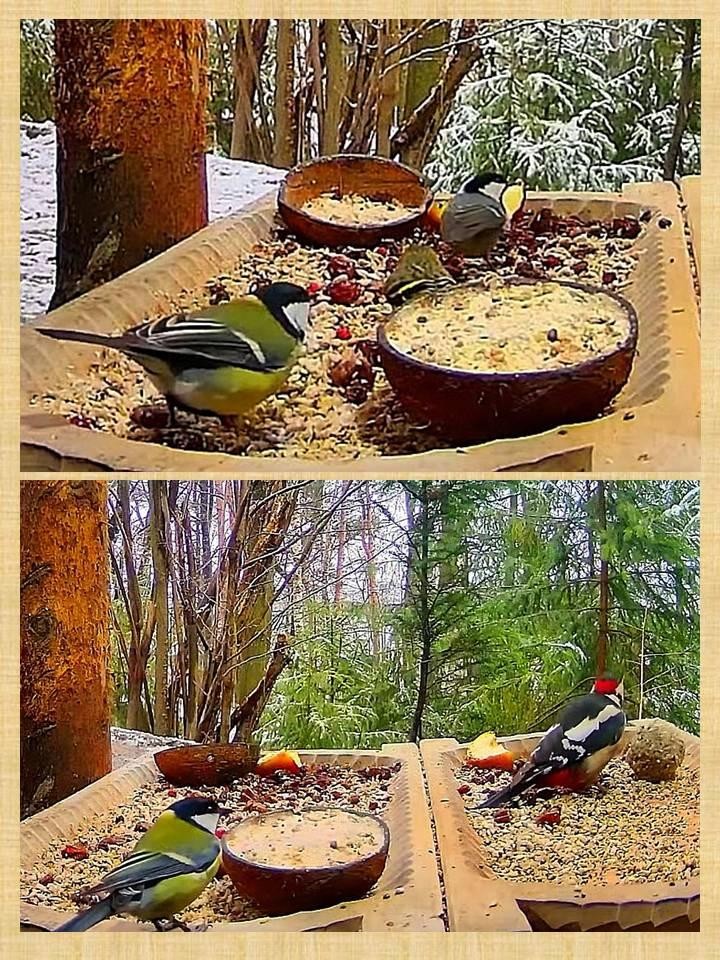 livebirdspoland_07792a60d1712eb0dbbf4b3ceabc2613.jpg