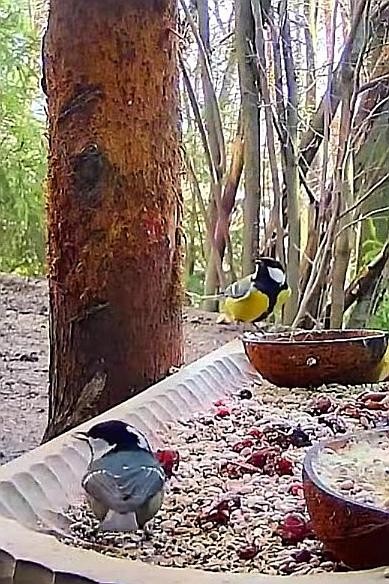 livebirdspoland_ade7061957a7866e10e41bb67ddbd130.jpg