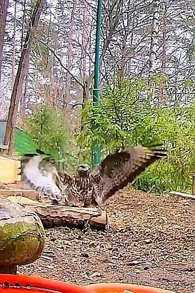 livebirdspoland_3ed101342b884a6b4a26a35c6c2719ac.jpg
