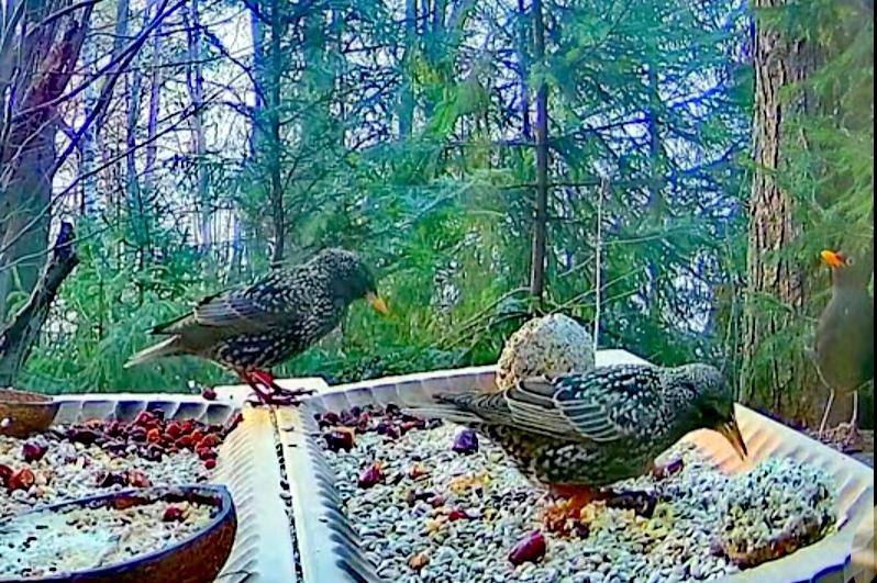 livebirdspoland_1f929d556d88d58422be78933fc5e90b.jpg