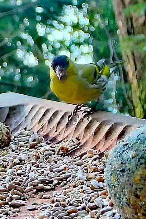 livebirdspoland_f0f25e7469445132faf2b232460adb1b.jpg