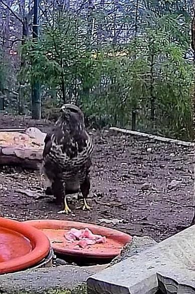 livebirdspoland_e80e574bc267ee9358db86bdc5549249.jpg