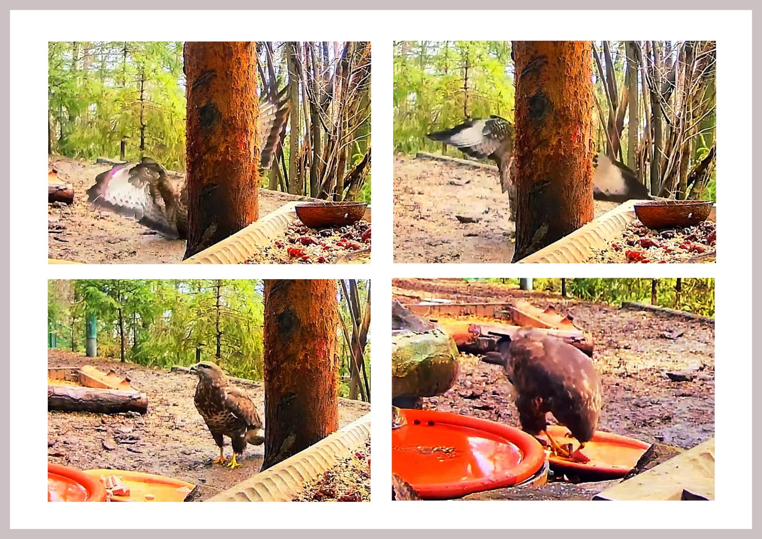 livebirdspoland_166b1fe1d7d7535bff2faf4ab799e5d3.jpg