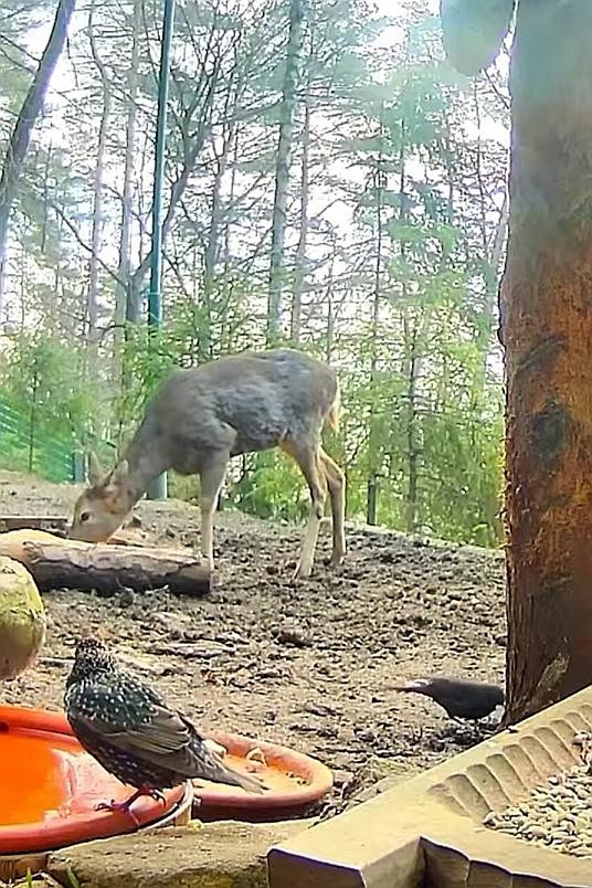 livebirdspoland_3c7c7a537407b51fb68522f99d910b2f.jpg