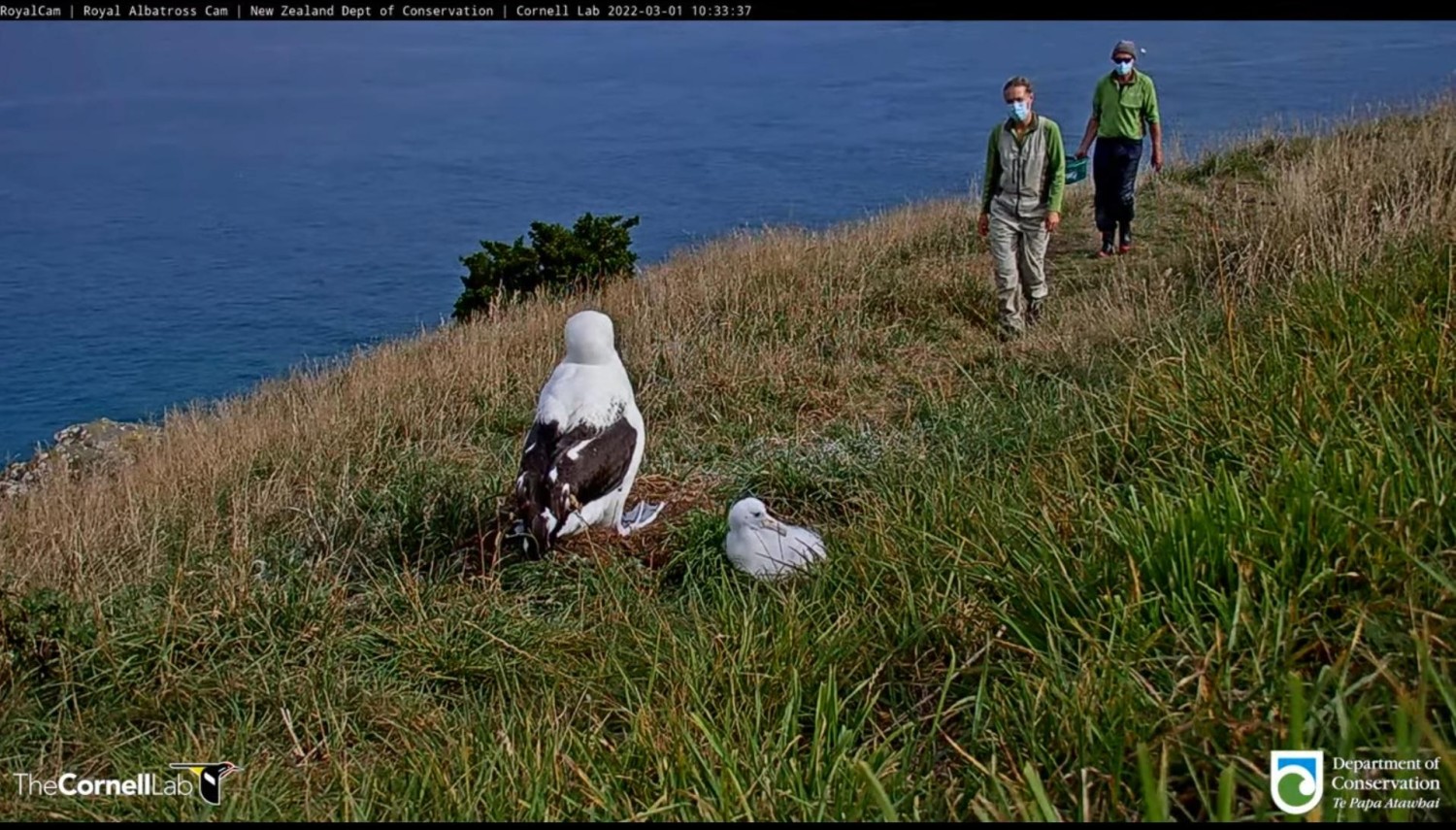 livebirdspoland_807e069a353af1eddda843fb1710b0cf.jpg