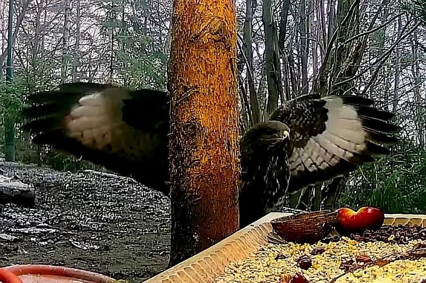 livebirdspoland_5e0153dfe36c9855213d2676d4e44580.jpg