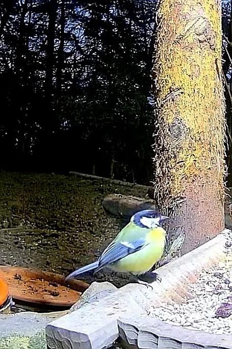 livebirdspoland_93a9c01d1f449745b3ff70b83f1cf687.jpg