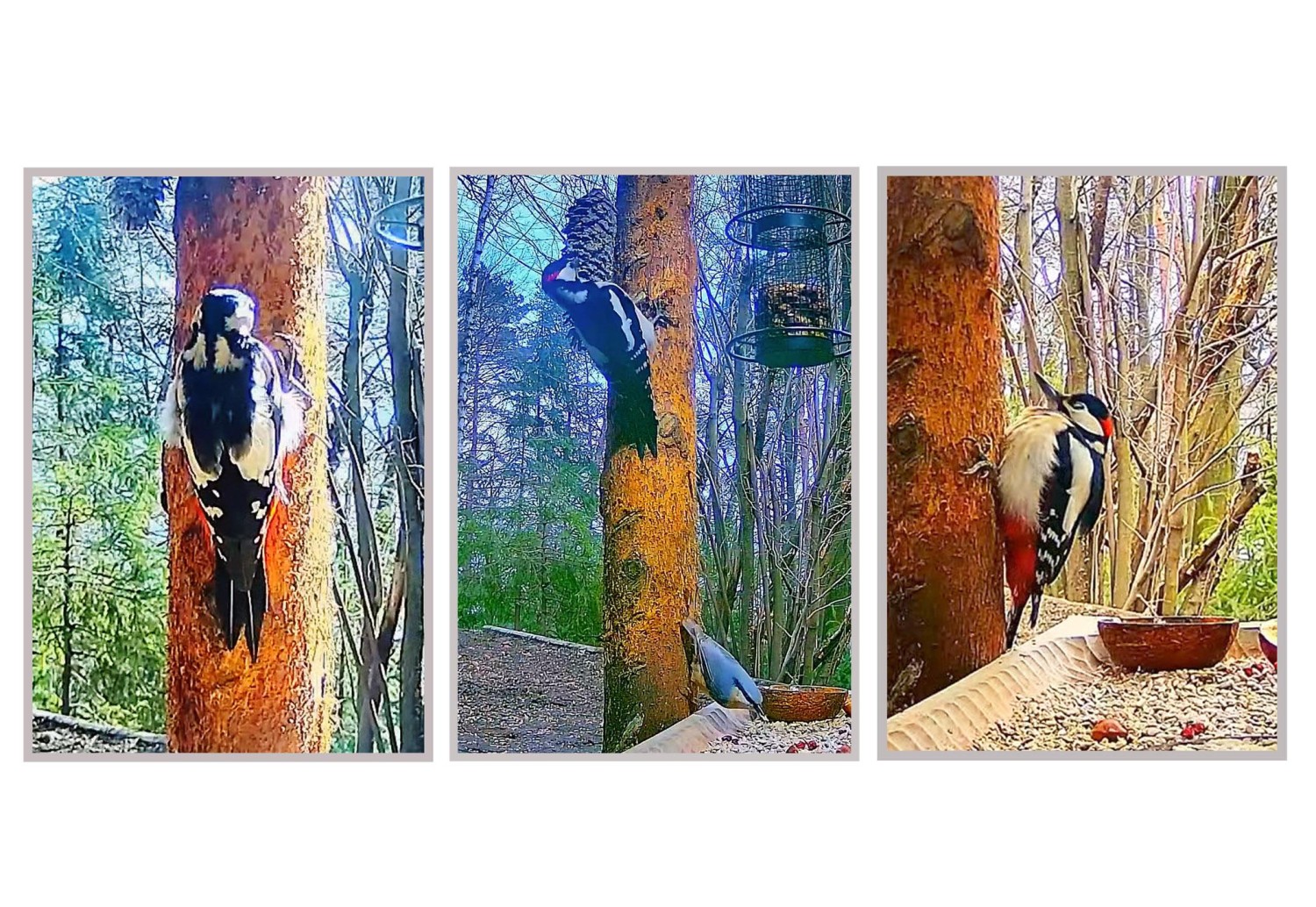 livebirdspoland_2bf87d7e96063fc0e98f3ecf0e2b9230.jpg