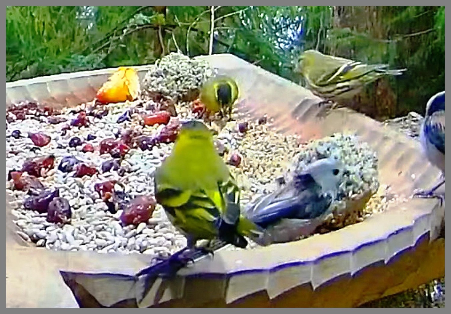 livebirdspoland_7c81c1e21f1f01d48120d4800d07c254.jpg