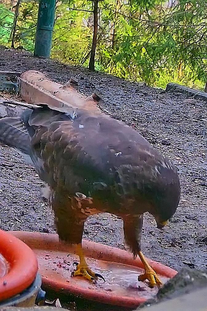 livebirdspoland_4f9b46f04b1299fec91c02268a912021.jpg