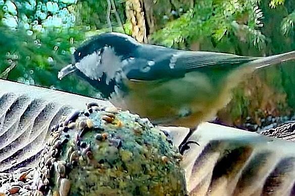 livebirdspoland_c2cc95050bed3ef113fc79a49484fb8a.jpg